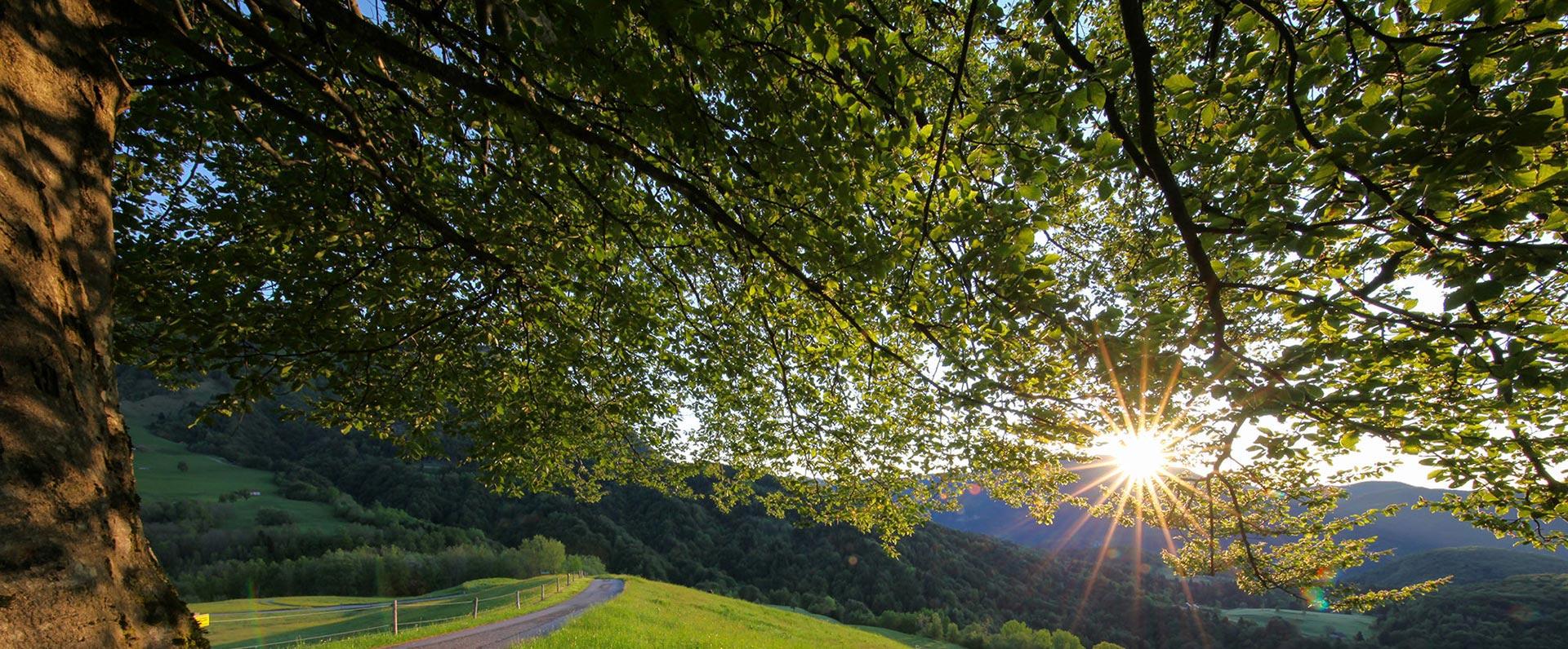 Goldener Sonnenuntergang über grünen Hügeln, Frieden und Ruhe unter einem großen Baum.